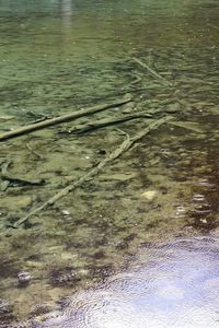 Reflection of trees in water