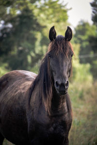 Portrait of horse