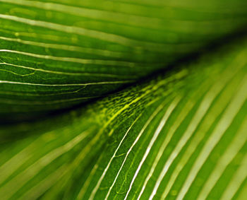 Extreme close up of green leaf