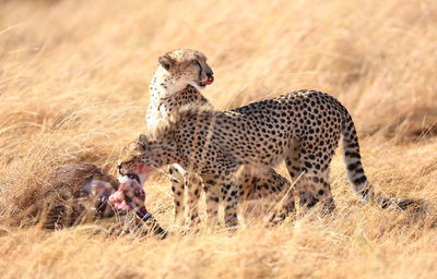 Cheetahs hunted wildebeest