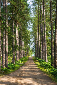 Footpath amidst pine trees in forest