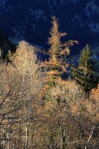 Trees growing against sky