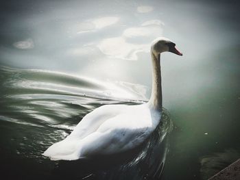 Swan swimming in lake