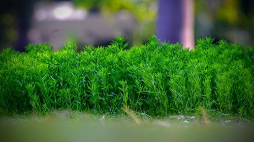 Close-up of green grass on field