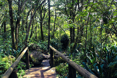 View of trees in forest