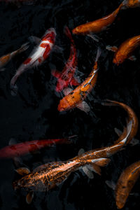 High angle view of koi carps swimming in sea