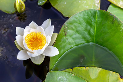 Bright yellow heart lotus flower floating in a pond with its characteristic large round leaves. 