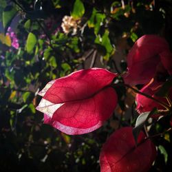 Close-up of red flowers