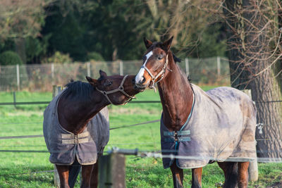 Horses on grassy field