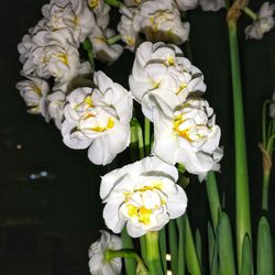 Close-up of white flowers