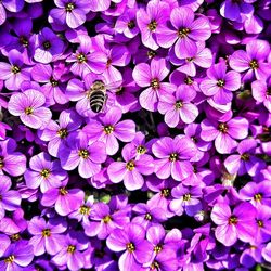 High angle view of bee on purple during sunny day