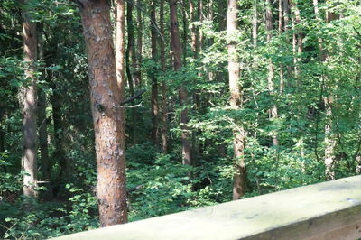 Trees in forest