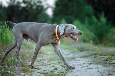 Dog looking away