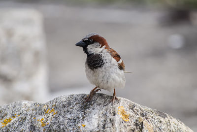 Close-up of bird perching on rock