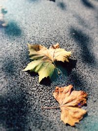 High angle view of maple leaves