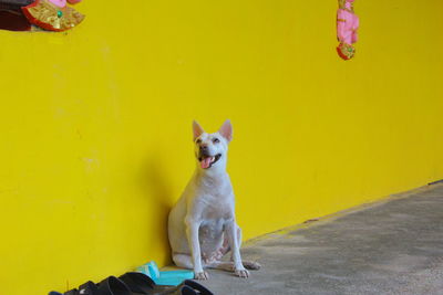 Dog looking away against yellow wall