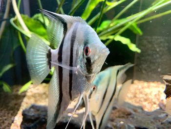 Close-up of fish swimming in aquarium