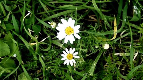 Close-up of white daisy flowers