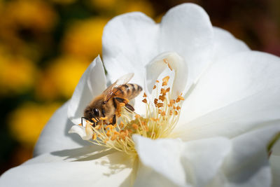 Close-up of bee on white flower