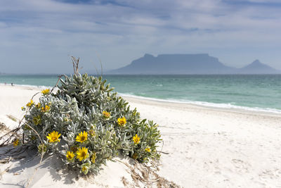 Flowers on bloubergstrand with table mountain in the background.