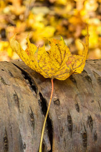 Close-up of yellow autumn leaves on wood