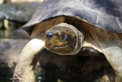 Close-up of a turtle