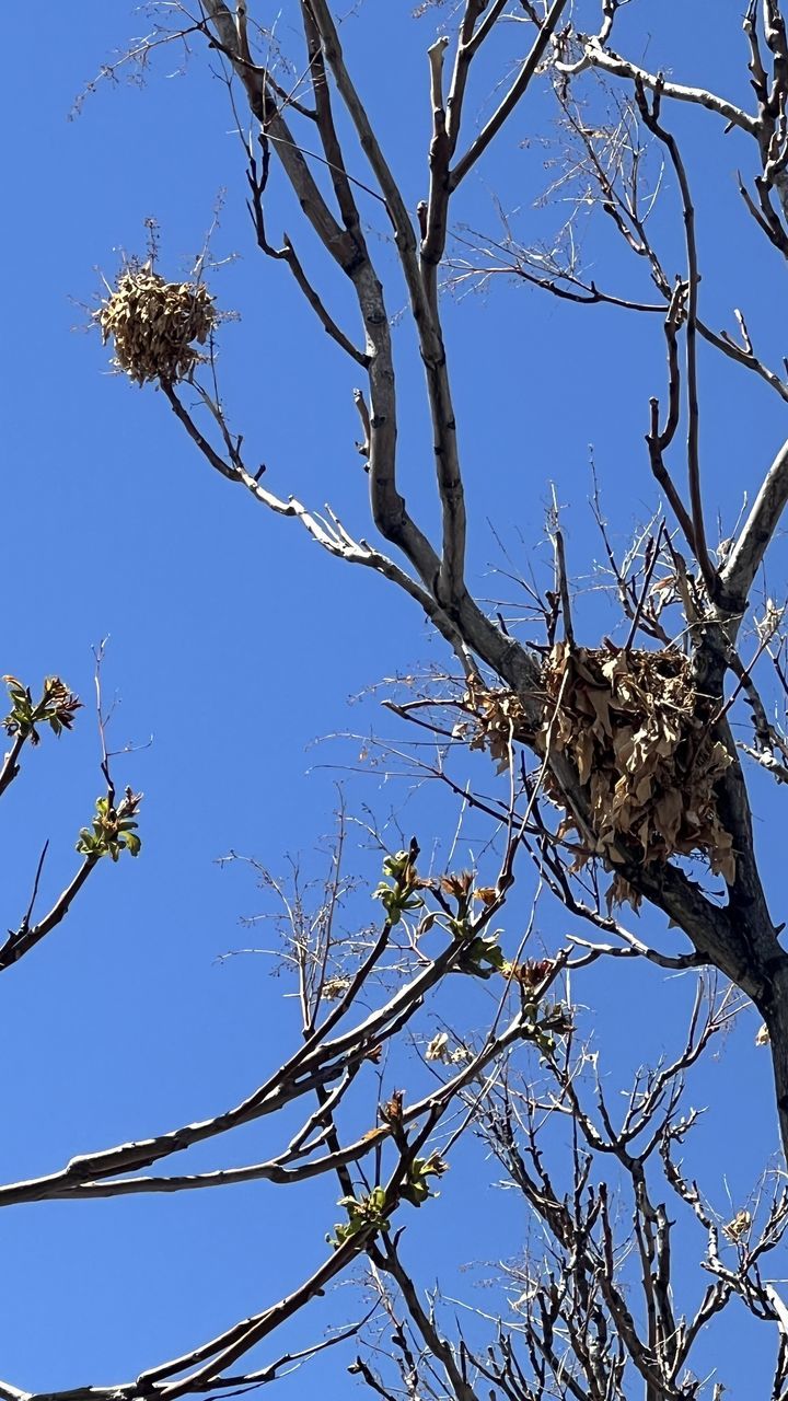tree, plant, sky, branch, nature, low angle view, clear sky, blue, no people, animal wildlife, bare tree, wildlife, flower, bird, animal, twig, animal themes, outdoors, beauty in nature, day, sunny, leaf