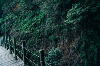 View of plants by footpath