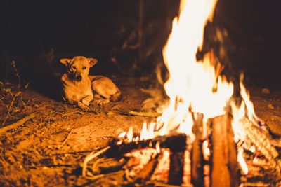 Bonfire warms the dog in winter.