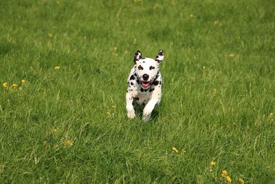 Portrait of dog running on grassy field