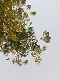 Low angle view of flowering tree against clear sky