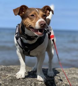 Dog on beach