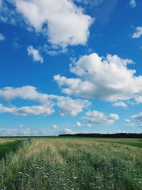 Scenic view of agricultural field against sky