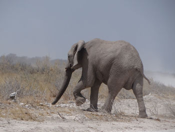 Elephant standing on field against sky