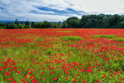 Red poppy flowers on field against sky