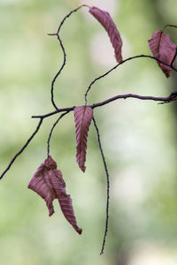 Close-up of flowering plant