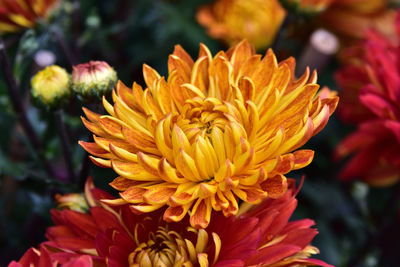 Close-up of orange dahlia