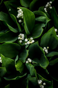 Full frame shot of flowering plant