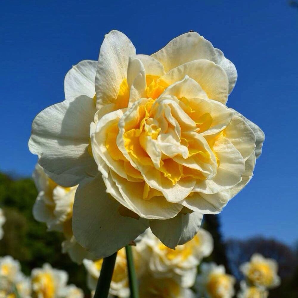 flower, petal, fragility, flower head, freshness, beauty in nature, close-up, growth, blooming, single flower, yellow, focus on foreground, nature, clear sky, in bloom, plant, sunlight, blue, sky, stem