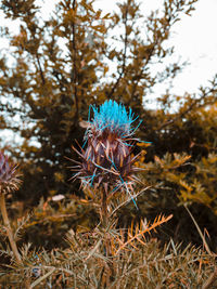 Close-up of wilted plant on field