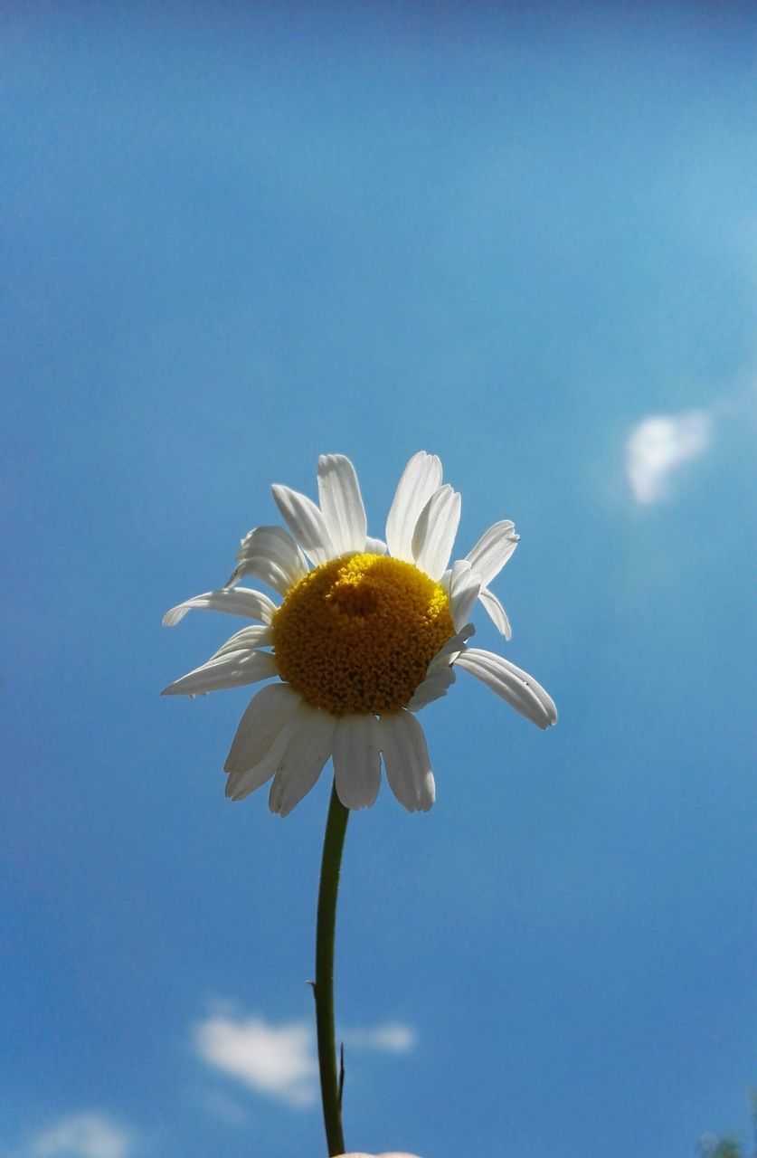 flower, fragility, petal, flower head, freshness, nature, beauty in nature, growth, pollen, close-up, plant, blooming, no people, day, yellow, stamen, blue, outdoors, springtime, sky