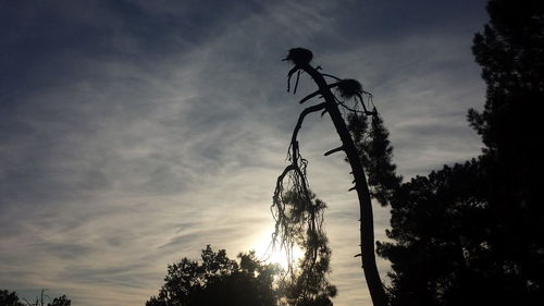 Low angle view of silhouette tree against sky