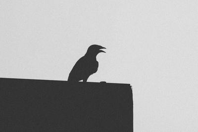 Low angle view of silhouette bird perching against clear sky