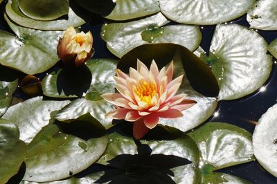 High angle view of lotus water lily blooming outdoors