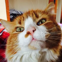 Portrait of a cat