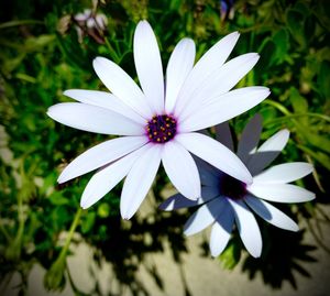 Close-up of white flower