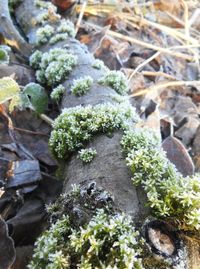 Close-up of plants