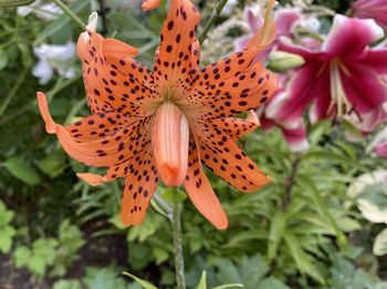 Close-up of butterfly on orange flower