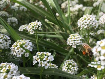 Close-up of insect on white flowering plant