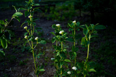 Close-up of flowering plants in bloom